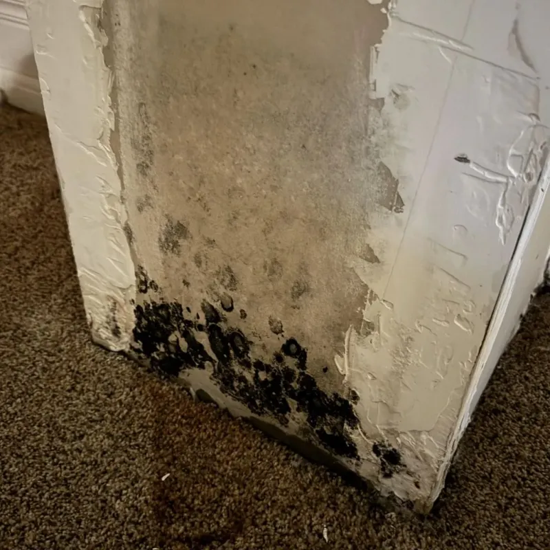 Professional Mold Removal in Scott City, KS